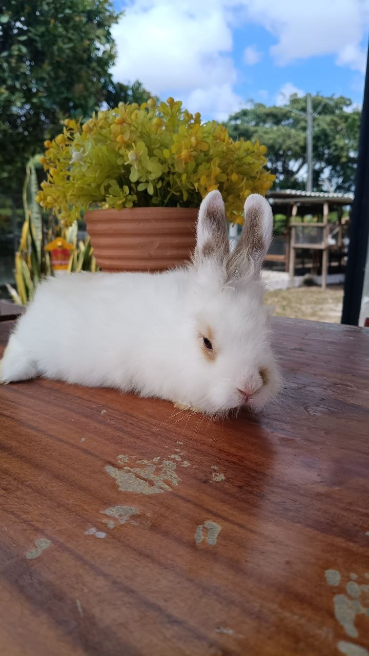 Coelho Mestiço Lionhead Anão 01 — foto 1