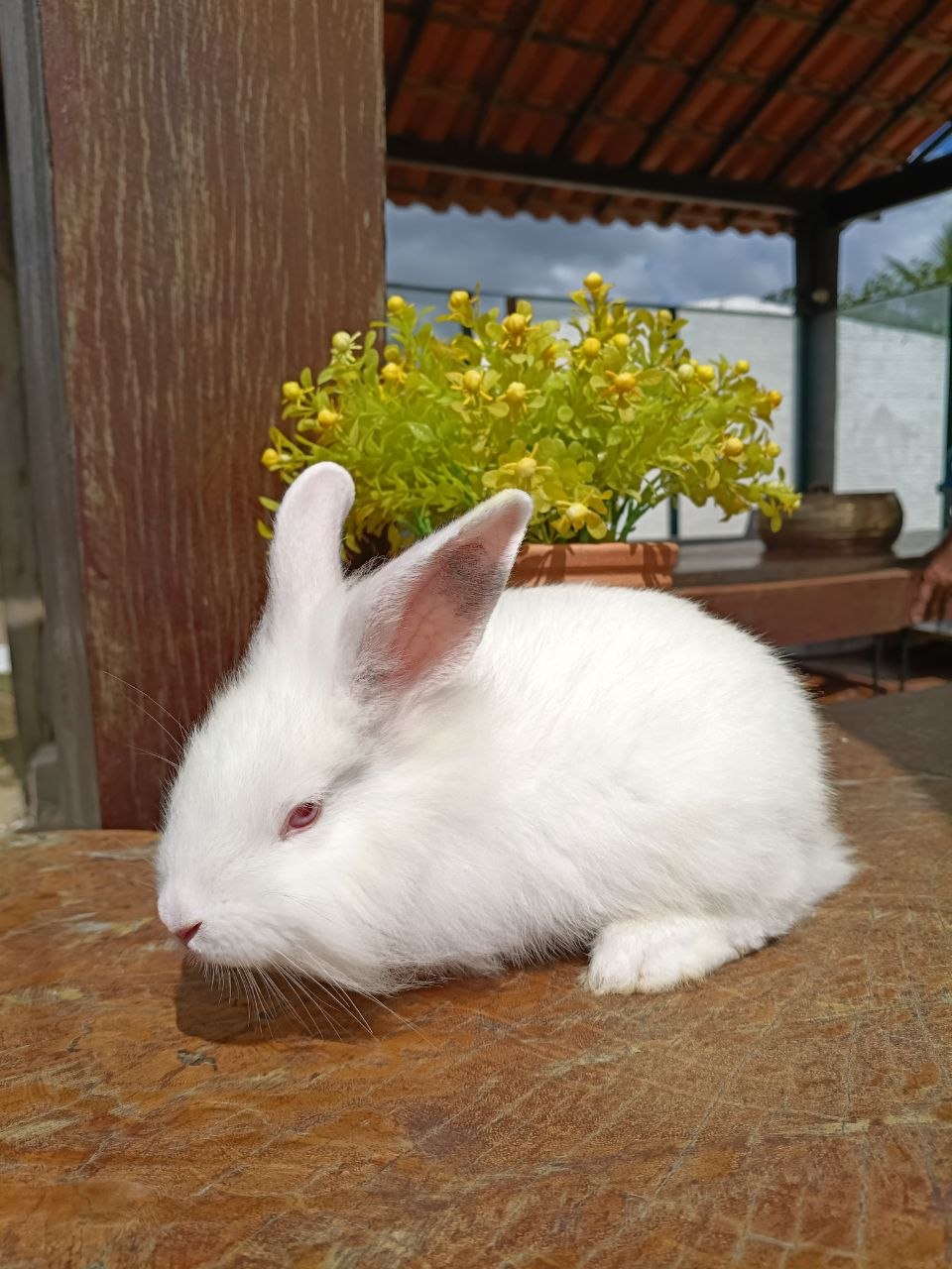 Coelho Mestiço Lionhead Anão 02 — foto 1
