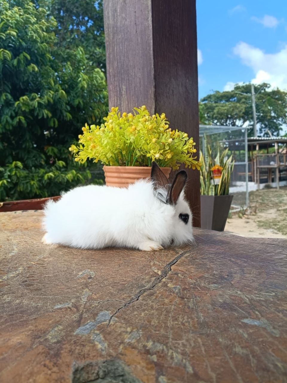 Coelho Mestiço Lionhead Anão 03 — foto 1
