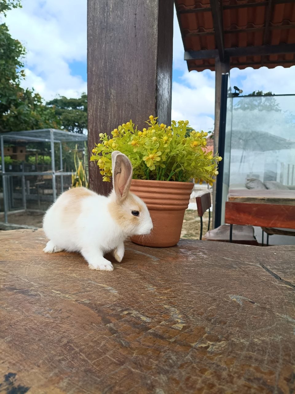 Coelho Mestiço 01 — foto 1