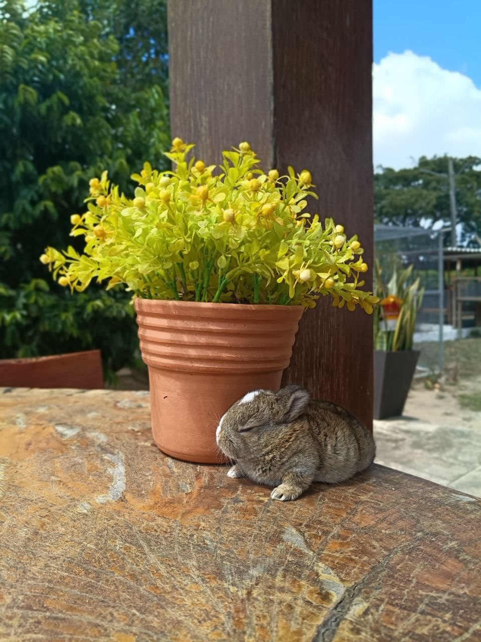 Coelho Netherland Dwarf 01 — foto 1