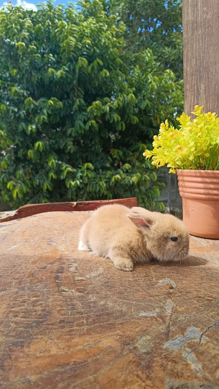 Coelho Netherland Dwarf 02 — foto 1