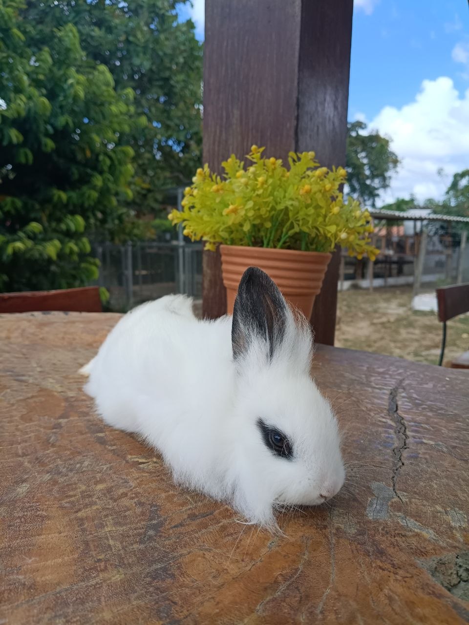 Coelho Netherland Dwarf 03 — foto 1
